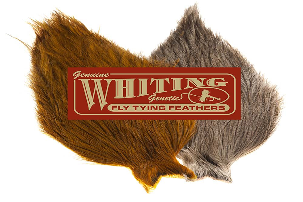 Coq De Leon from Whiting in many colors – Nordic Anglers