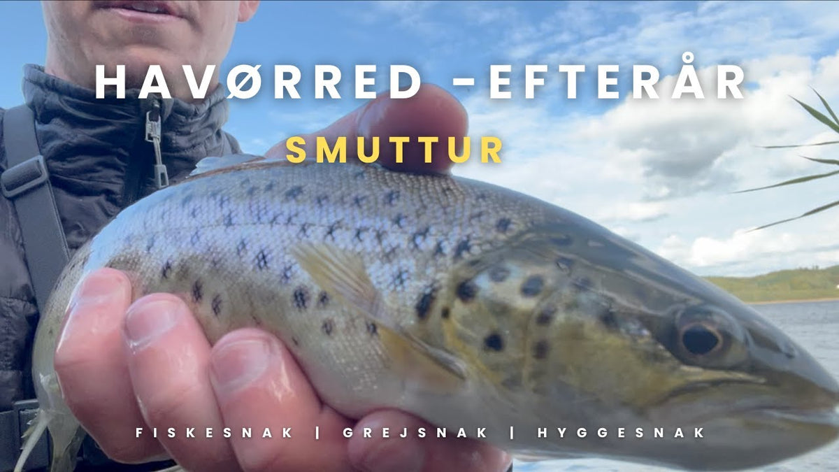 Torsdagsturen: Smuttur i fjorden med farveskift og fisk tæt på land