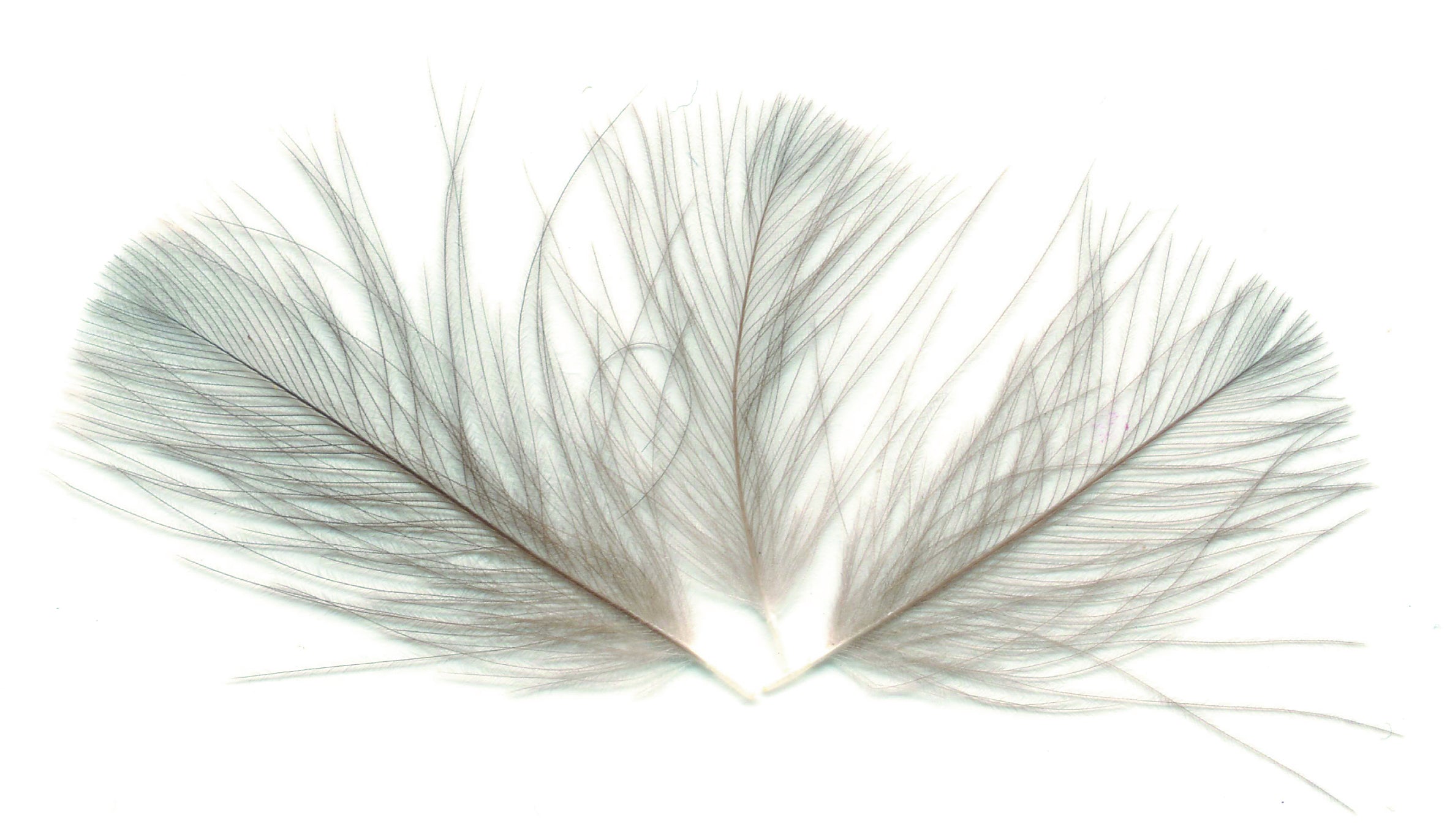 CDC Feathers