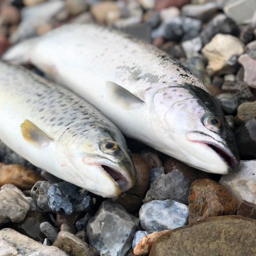 Julegaver til kystfiskeren 