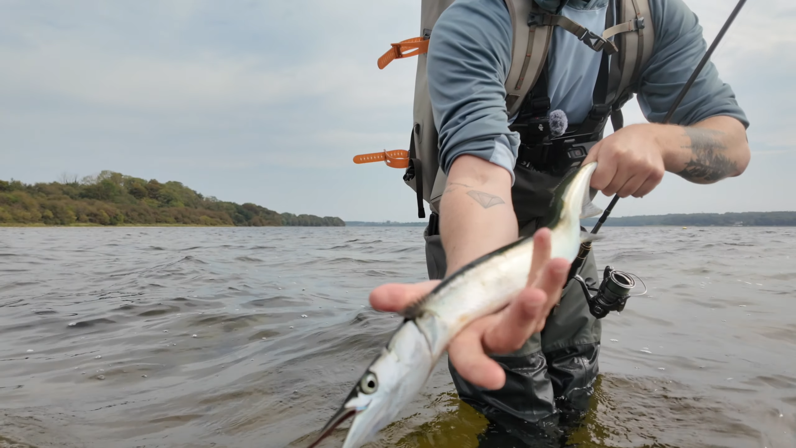Fiskegrej til Hornfisk