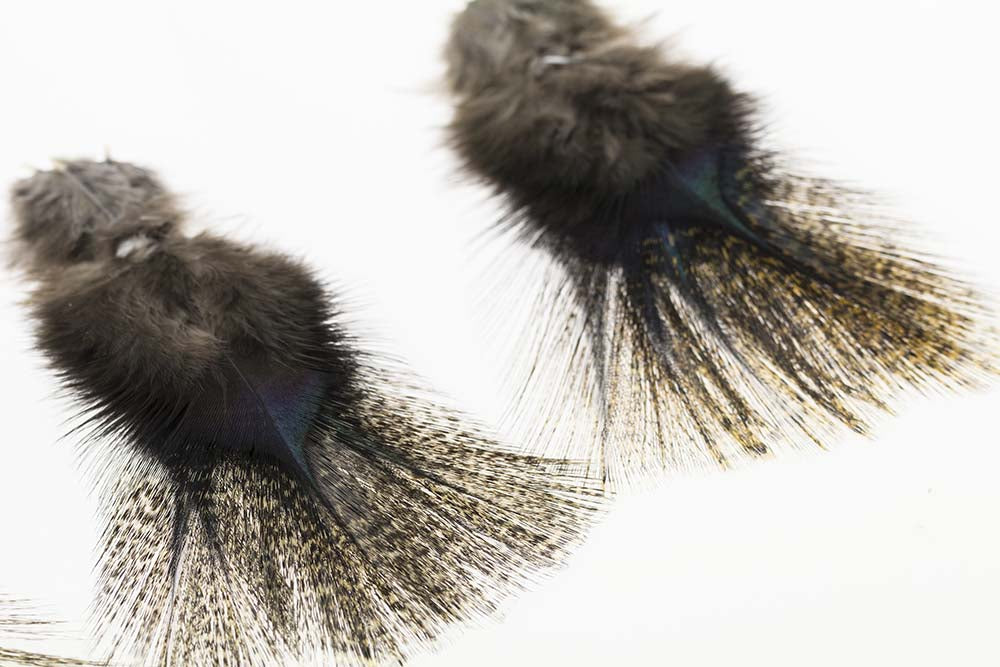 Coq de leon Feathers 