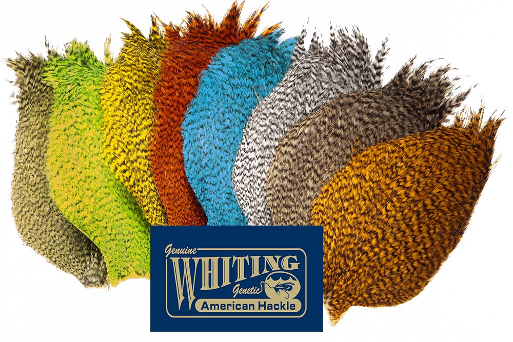 Nakker og sadler - Whiting American