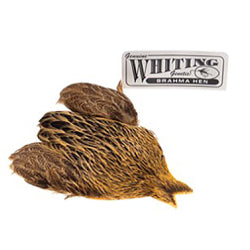 Whiting Brahma