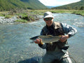 Swimming Caddis