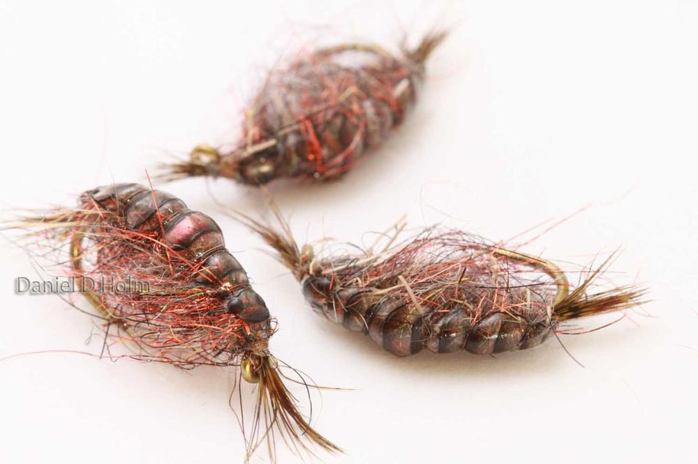 Pro Gammarus skjold - Black