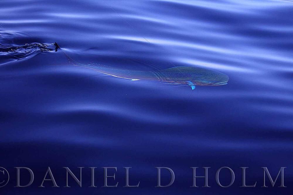 Steve Farrar Blend - Mackerel