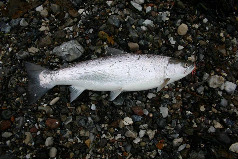 Salmo Supreme - Rainbow