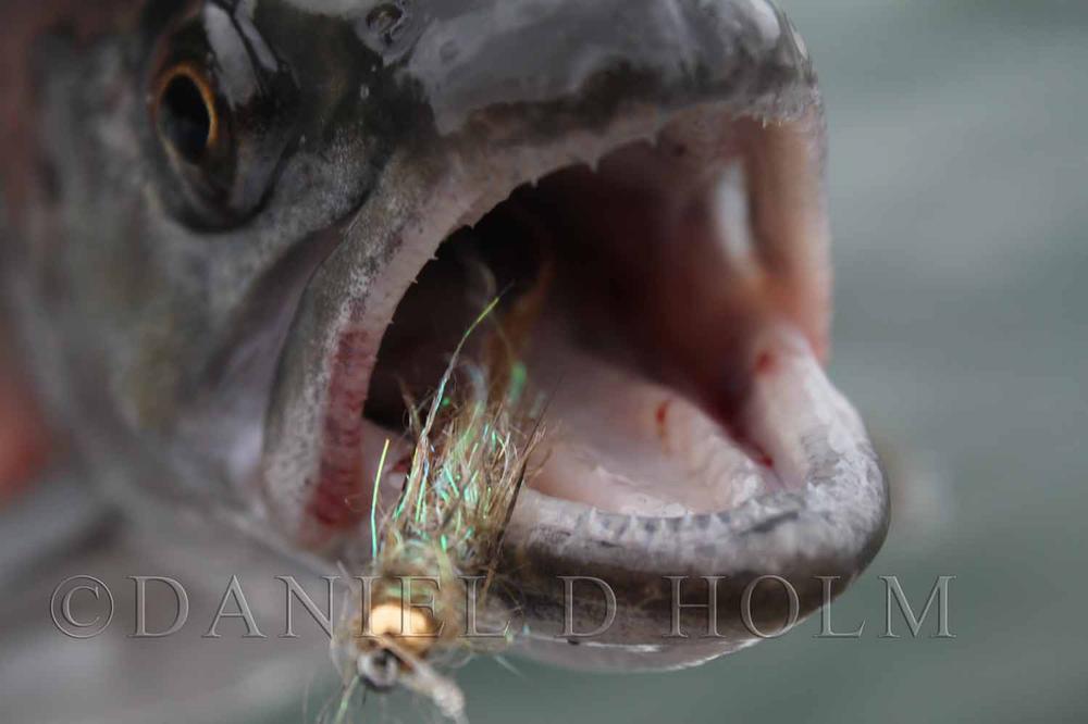 Gliss N' Dub - Pearl