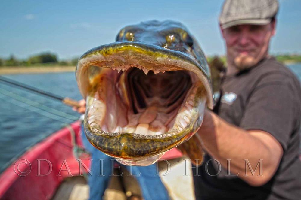 Flashabou standard Fl. glow in the dark - Yellow