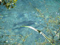 Nymph Head Evolution Mayfly Swimmer - Black