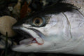 SLF Saltwater - Pearl Grey