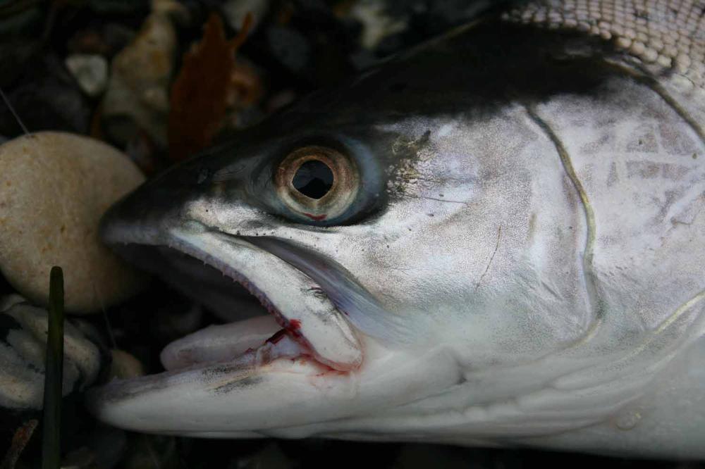 SLF Saltwater - Pearl Grey