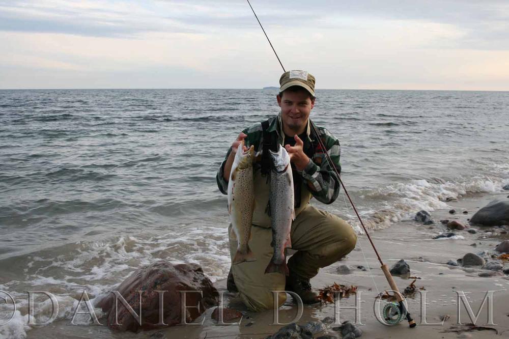 (Bronze Grade) Whiting Red Label Saddle - Grizzly