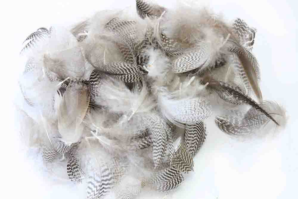 Teal Flank Feathers - Naturel