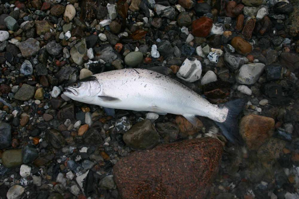 Cyclops Bead Eyes (Goldheads) - Black