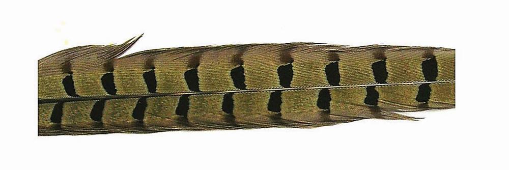 Pheasant Tail Feather - Natural