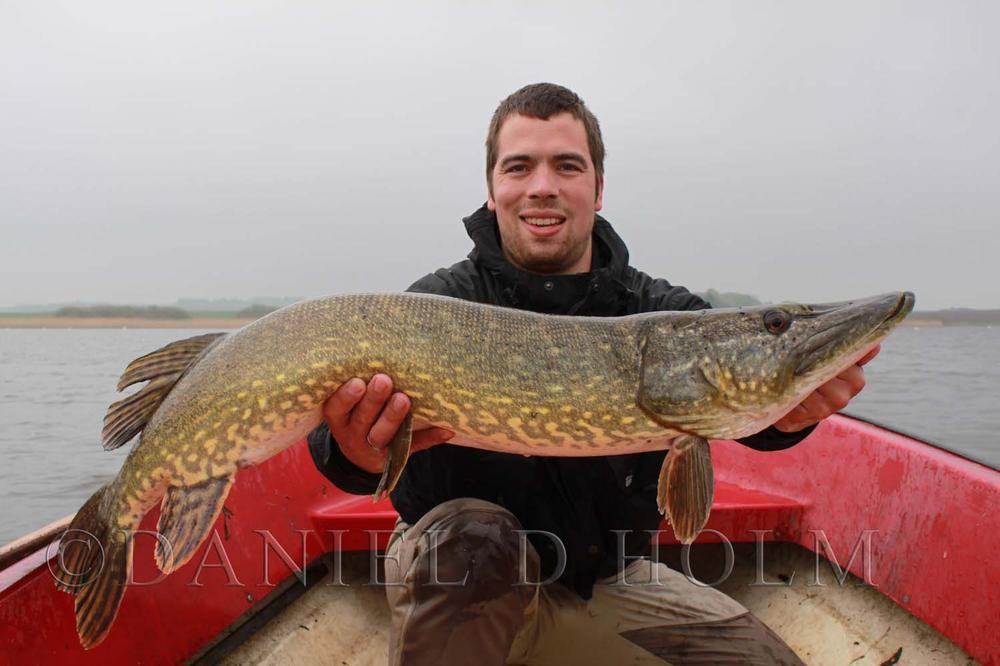 Flashabou lateral scale - Gold