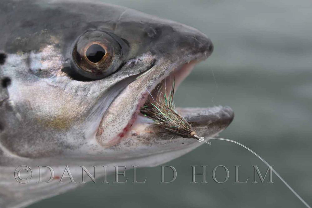 Agerhøne løse fjer - Natural