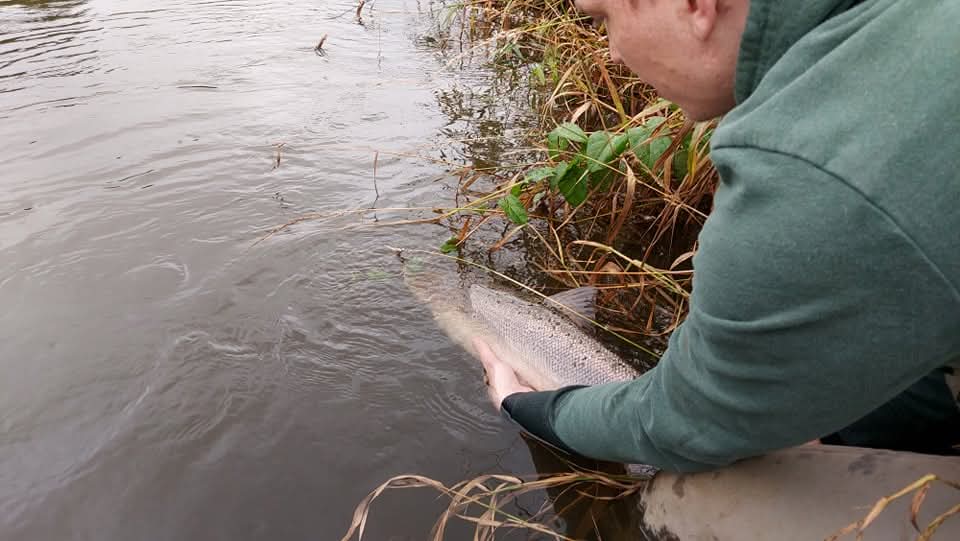 Kondomspinnere til sommerfiskeri