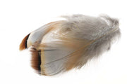 French Partridge - Natur