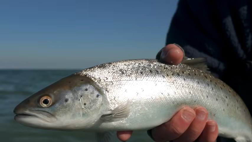 Kystwoblere til sommerfiskeri