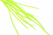 10+ Selected Flatwing/dryfly Feather - Fl. Chartreuse