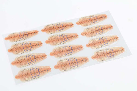 You added <b><u>Flyco Shrimp shells - Peach</u></b> to basket.