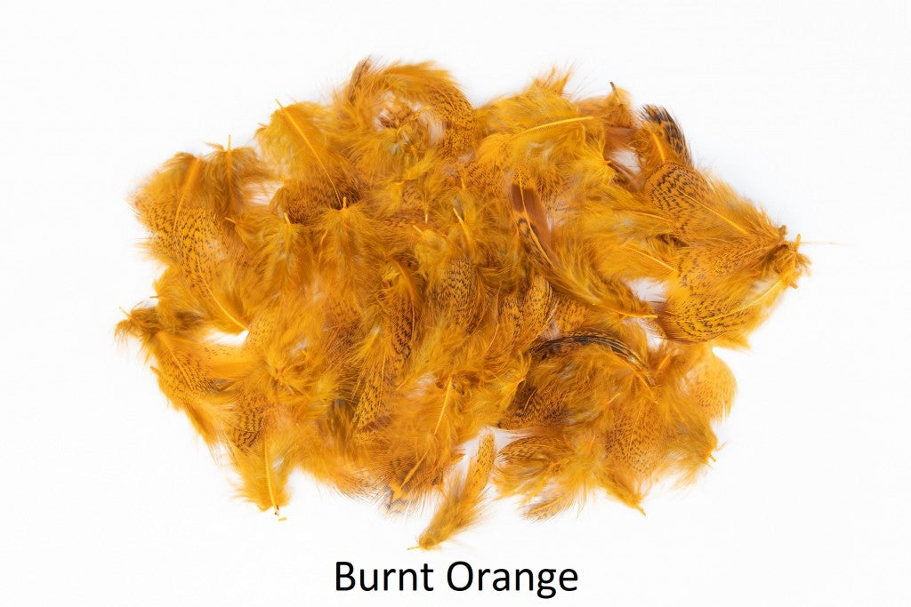 Rebhuhn - lose Federn