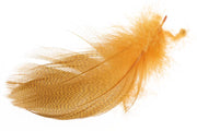 Mallard Barred Flank - Amber