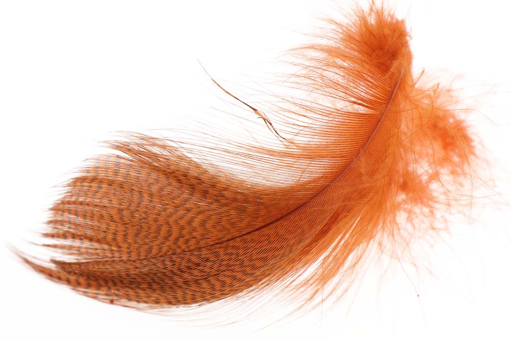 Mallard Barred Flank - Burnt Orange