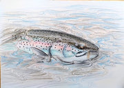 Thomas Weiergang original A3 - Rainbow Trout on the Dry A3 
