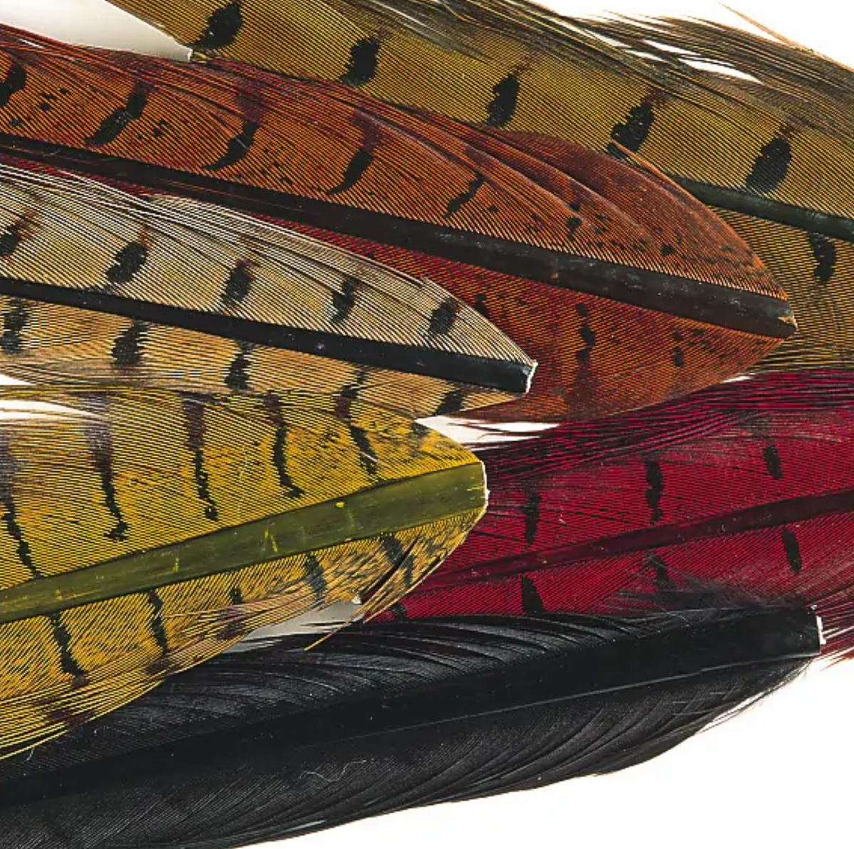 Ringneck Pheasant tail 1 Pair - Olive