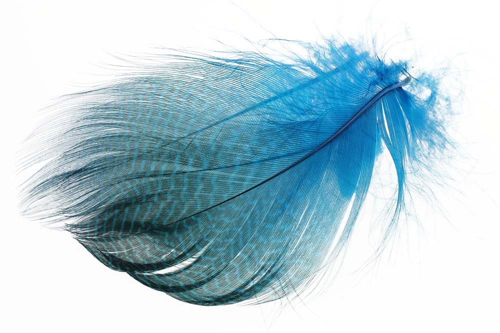 Teal Flank Feathers - Kingfisher Blue