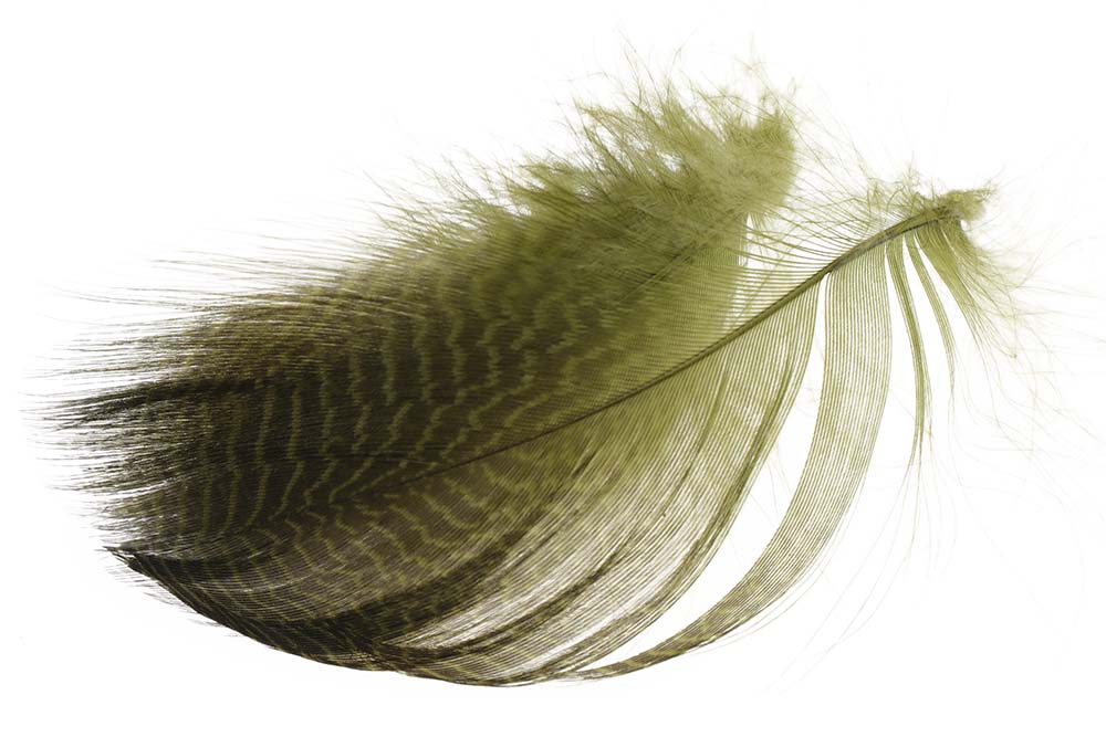 Teal Flank Feathers - Olive
