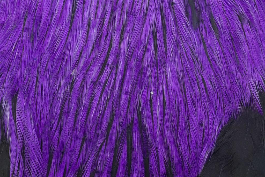 Whiting American Rooster Cape - Badger dyed Purple