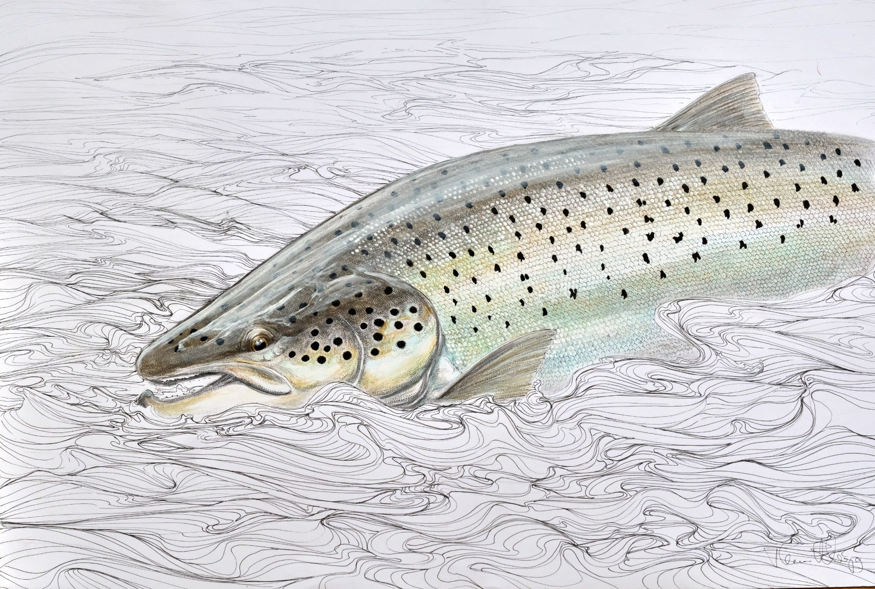 Thomas Weiergang original A2 - Seatrout 5