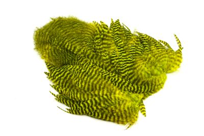 You added <b><u>Whiting Rooster Softhackle W Chickabou SH/C Grizzly dyed Fl. Yellow Chartreuse</u></b> to basket.