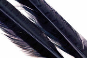 Ringneck Pheasant tail 1 Pair - Black