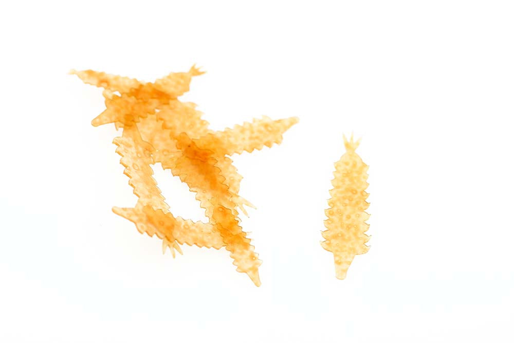 Kiley's Damsel Tailz - Tan