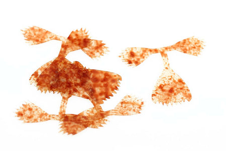 You added <b><u>Kiley's Fish Finz - Mottled Rust</u></b> to basket.