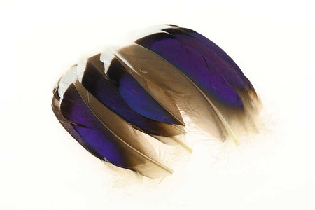 You added <b><u>Mallard Blue White Tip Pairs</u></b> to basket.