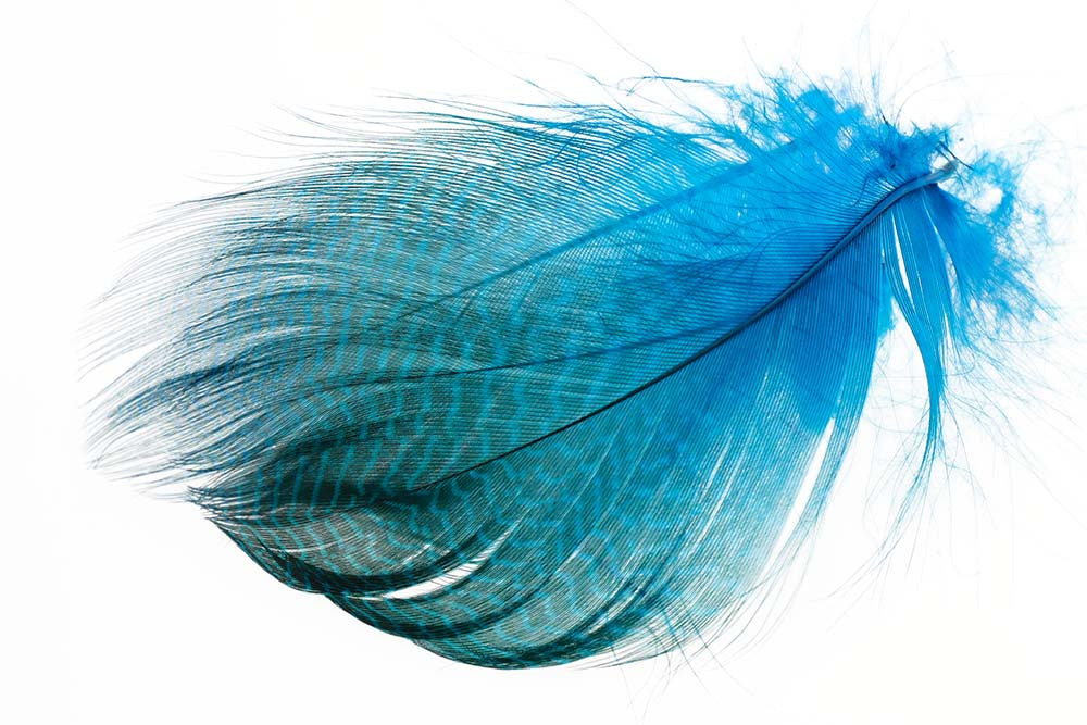 Gadwall Barred Flank - Peacock Blue