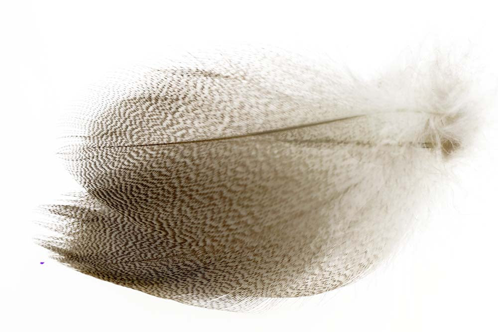 Mallard Duck Flank Large Selected - Natural