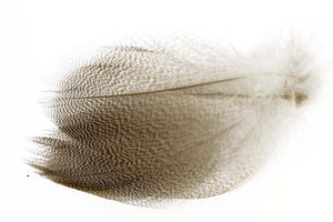 Mallard Duck Flank Large Selected - Natural