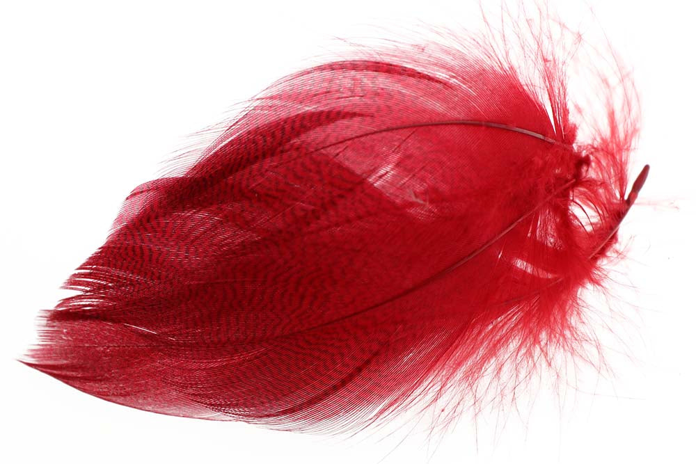 Gadwall Barred Flank - Red