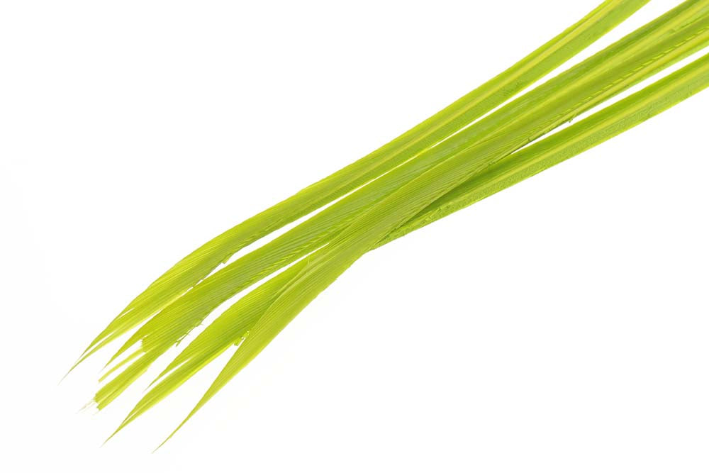 Turkey biots - Caddis Green