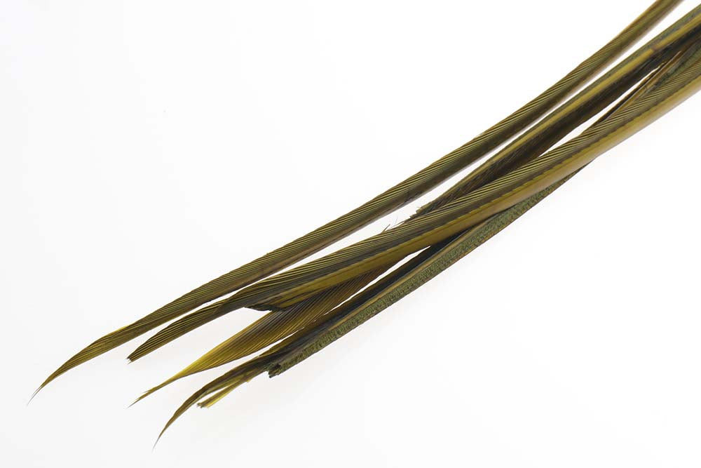 Turkey biots - Olive