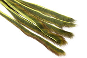 Pine squirrel - Oliven