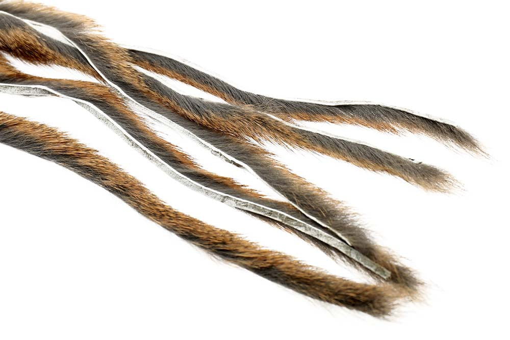 Pine squirrel - Natural